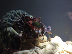 Фото Peacock mantis shrimp