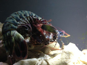 Фото Peacock mantis shrimp