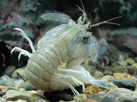 Фото Oratosquilla oratoria