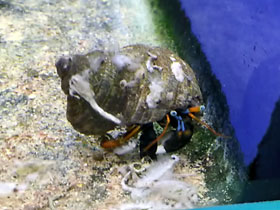 Фото Red reef hermit crab