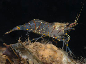 Фото Common prawn