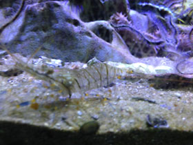 Фото Common prawn