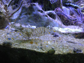 Фото Common prawn