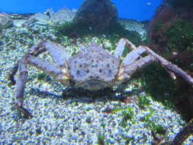 Фото Kamchatka crab
