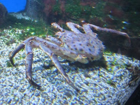Фото Kamchatka crab