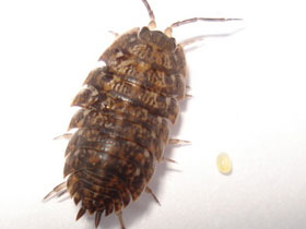 Фото Porcellio scaber