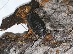 Фото Porcellio scaber