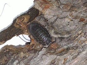Фото Porcellio scaber