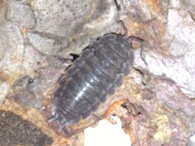 Фото Porcellio scaber