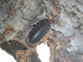 Фото Porcellio scaber
