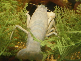 Фото Procambarus clarkii