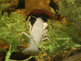 Фото Procambarus clarkii