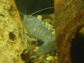 Фото Procambarus clarkii