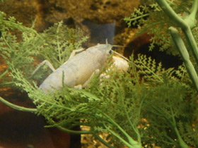 Фото Procambarus clarkii