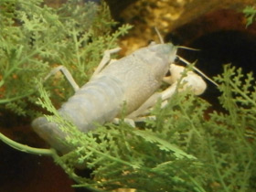 Фото Procambarus clarkii