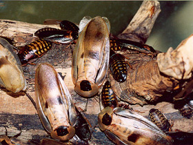 Фото Cucaracha gigante