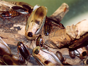 Фото Cucaracha gigante