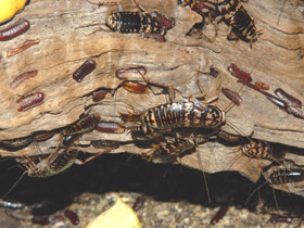 Фото Cucaracha arlequín