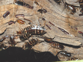 Фото Cucaracha arlequín