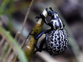 Фото Brachycerus sinuatus