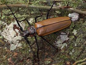 Фото Callipogon relictus