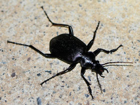 Фото Calosoma maximowiczi