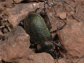 Фото Calosoma reticulatus