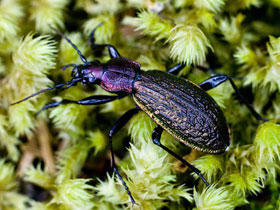 Фото Carabus avinovi