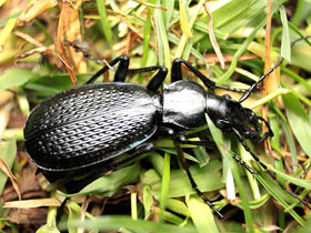 Фото Carabus biebersteini constantinovi