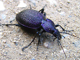 Фото Carabus caucasicus