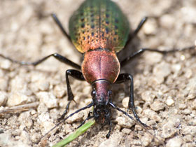 Фото Carabus constricticollis