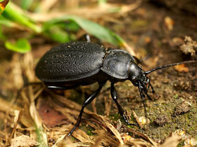 Фото Carabus gebleri