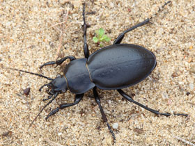 Фото Carabus hungaricus