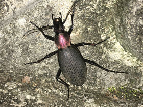 Фото Carabus jankowskii