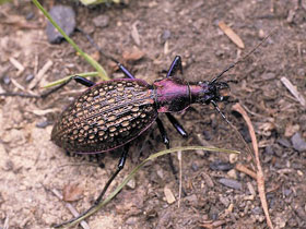 Фото Carabus lopatini