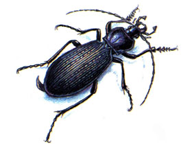 Фото Carabus miroshnikovi