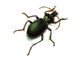 Фото Carabus riedeli