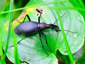 Фото Carabus rugipennis