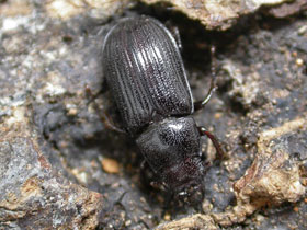 Фото Ceruchus lignarius