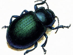 Фото Chrysolina urjanchaica