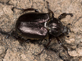 Фото Osmoderma barnabita