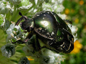 Фото Protaetia speciosa