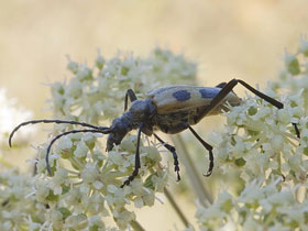 Фото Stephanocleonus tetragrammus