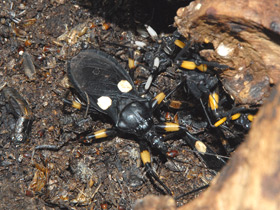 Фото Chinche asesina