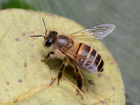 Фото Eastern honey bee