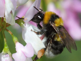 Фото Bombus armeniacus