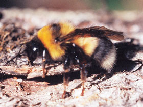 Фото Bombus czerskii