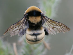 Фото Bombus fragrans