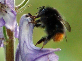 Фото Bombus mastrucatus
