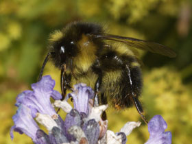 Фото Broken-belted bumblebee